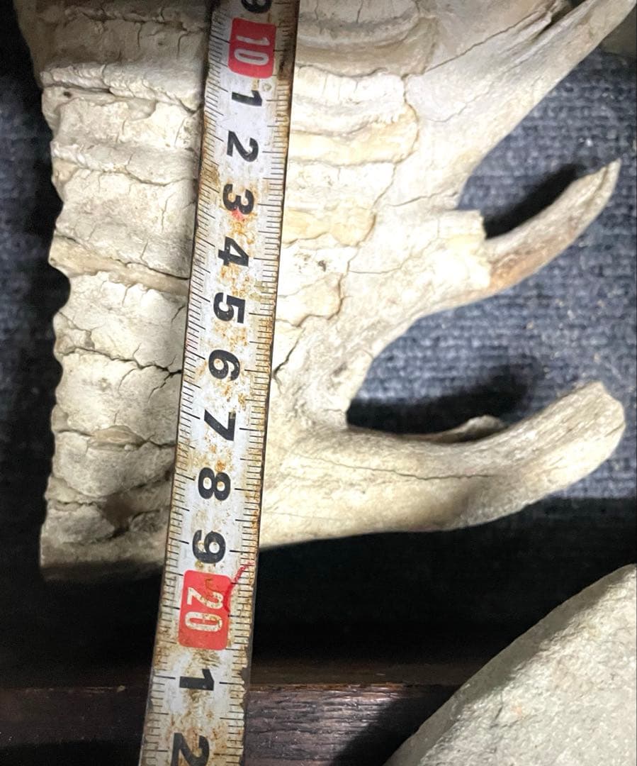 歯の化石　マンモス