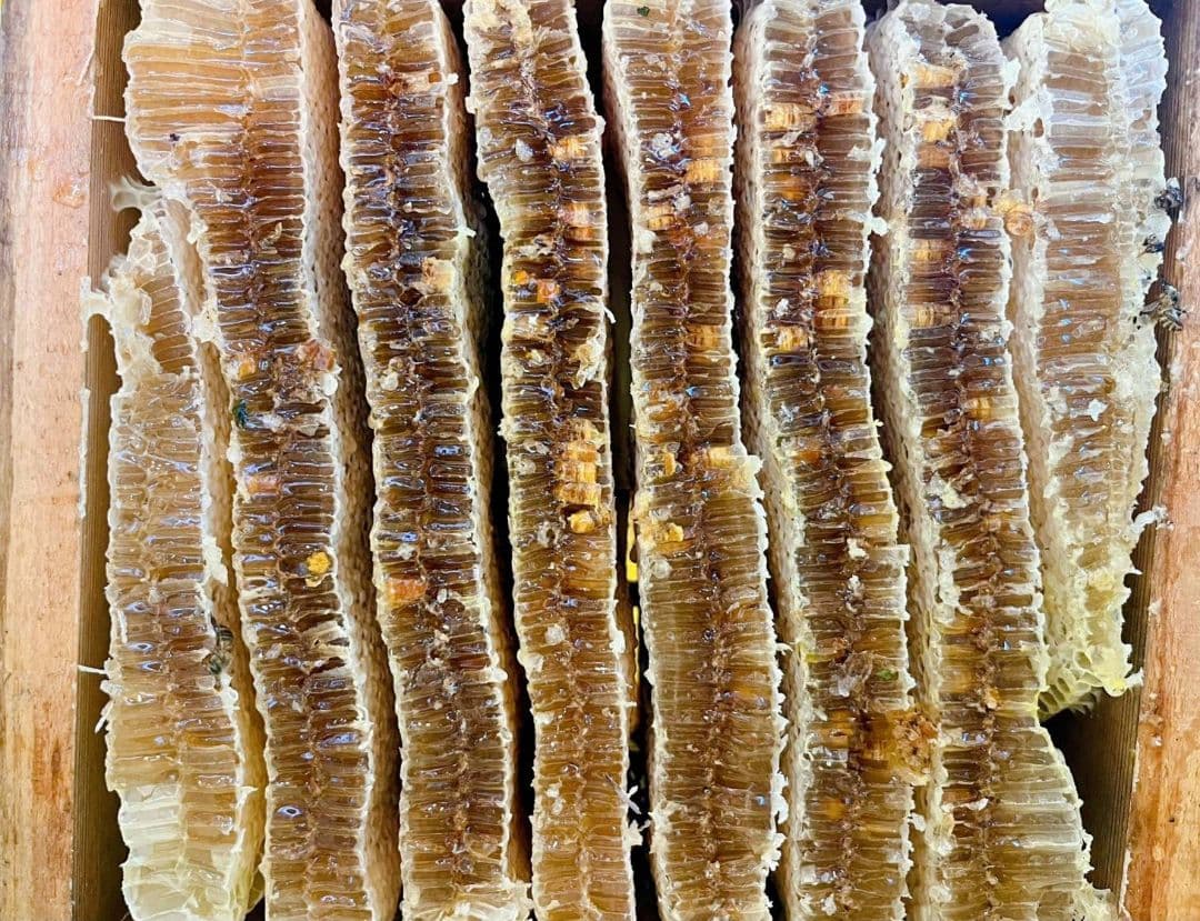 天然熟成2年　希少　日本ミツバチ 国産天然はちみつ100%600g(Y1S2箱)