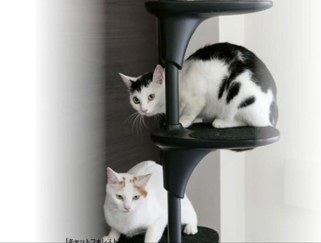 OPPO CatForest-2 キャットフォレスト2 ホワイト