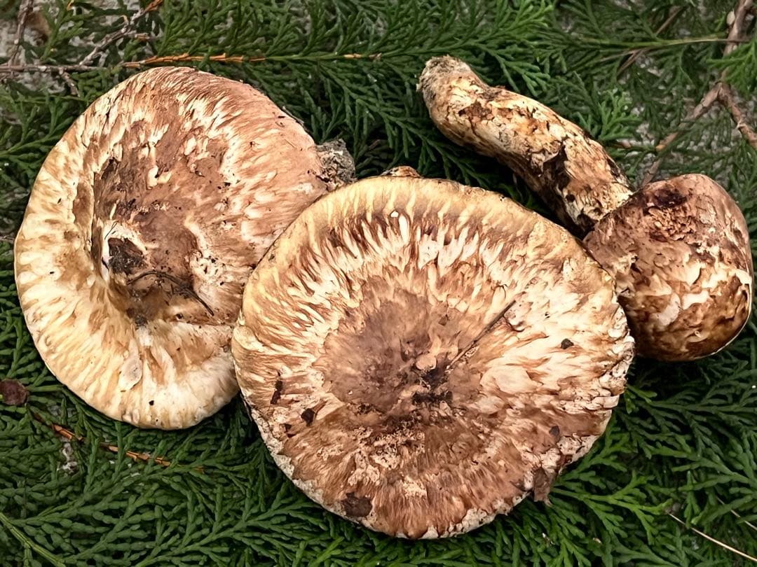 松茸　国産　山口県産　約220g 11月11日10時収穫