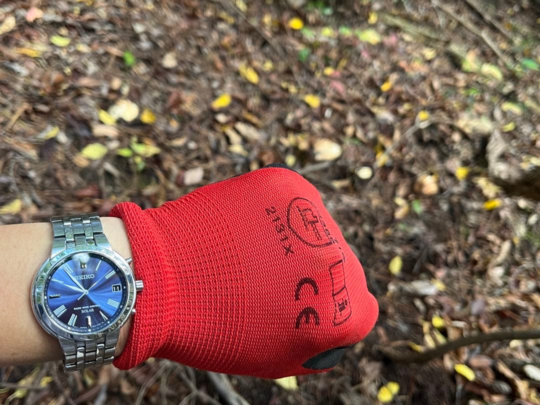 松茸　国産　山口県産　約220g 11月11日10時収穫