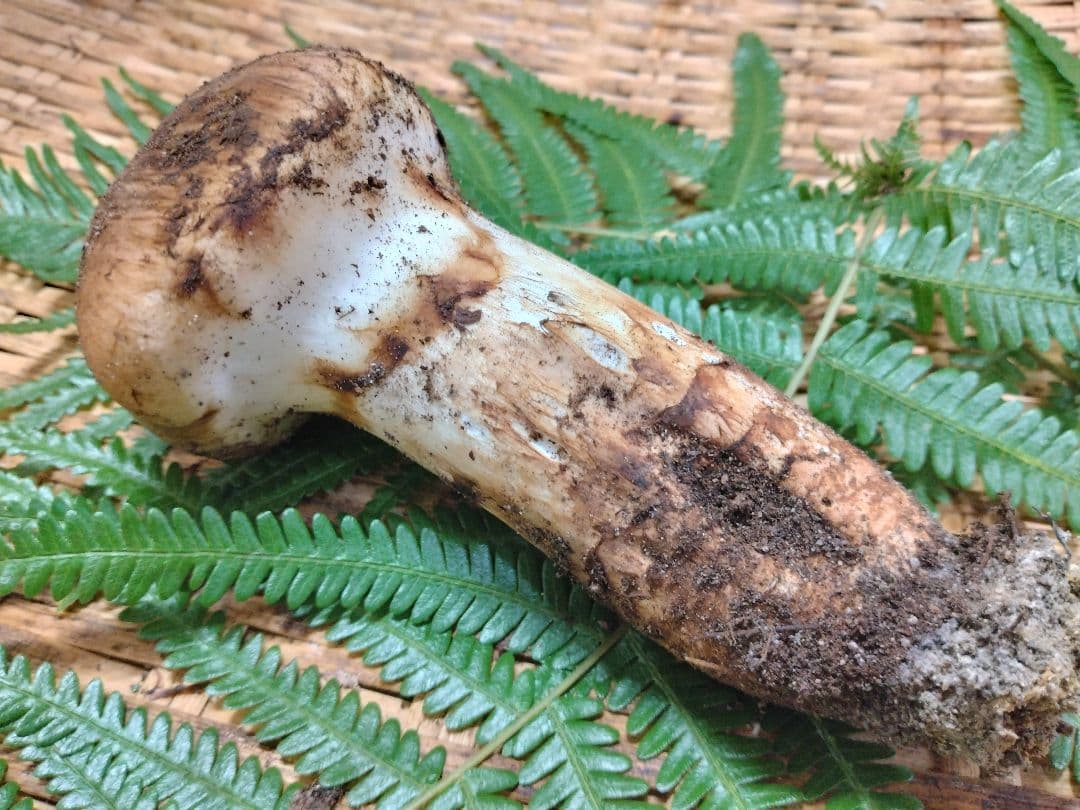 天然きのこ　マツタケ　松茸　約100g　きのこ