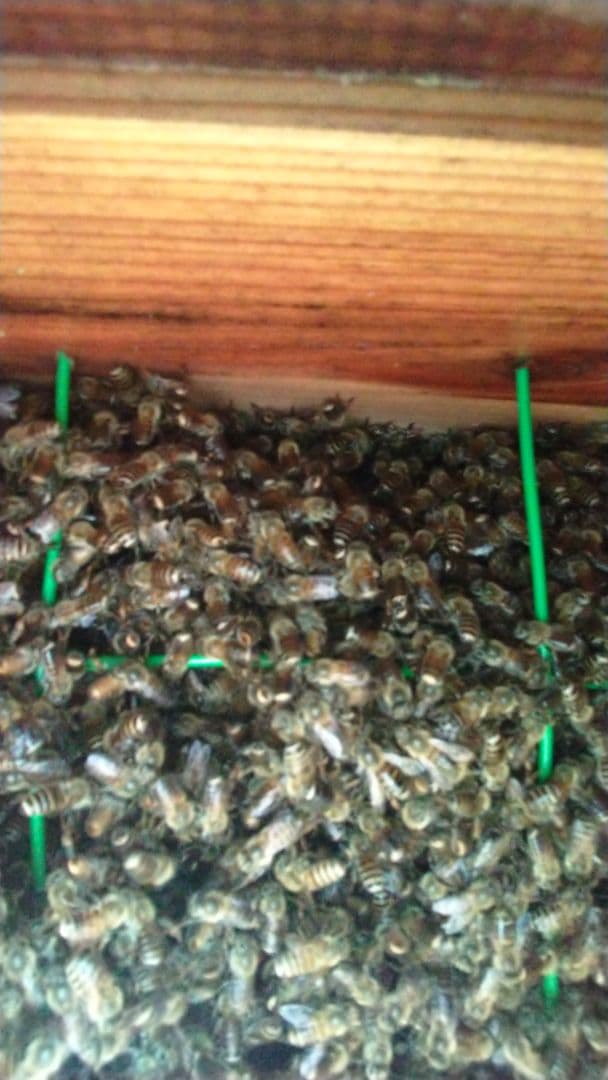 日本蜜蜂天然 ハチミツ 1160g 八ヶ岳西麓1250m