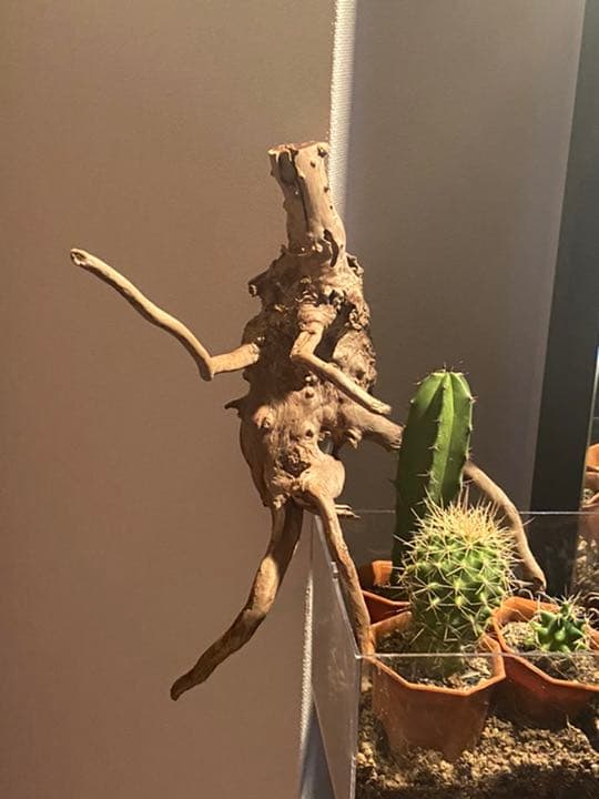 天然物 EVA系 人型 使徒 木製 デザイン インテリア