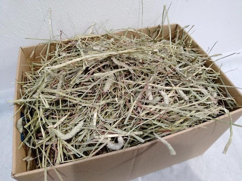 【3/16まで】 カナダ産 チモシー 50kg スーパープレミアム １番刈り