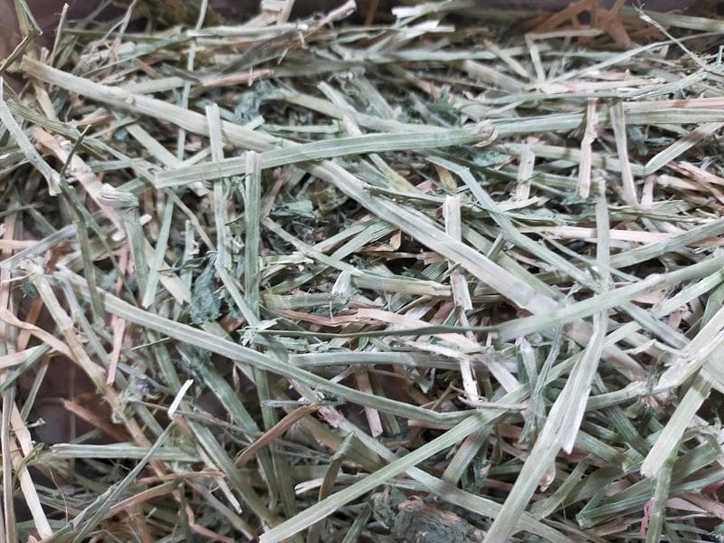 【3/16まで】 カナダ産 チモシー 50kg スーパープレミアム １番刈り