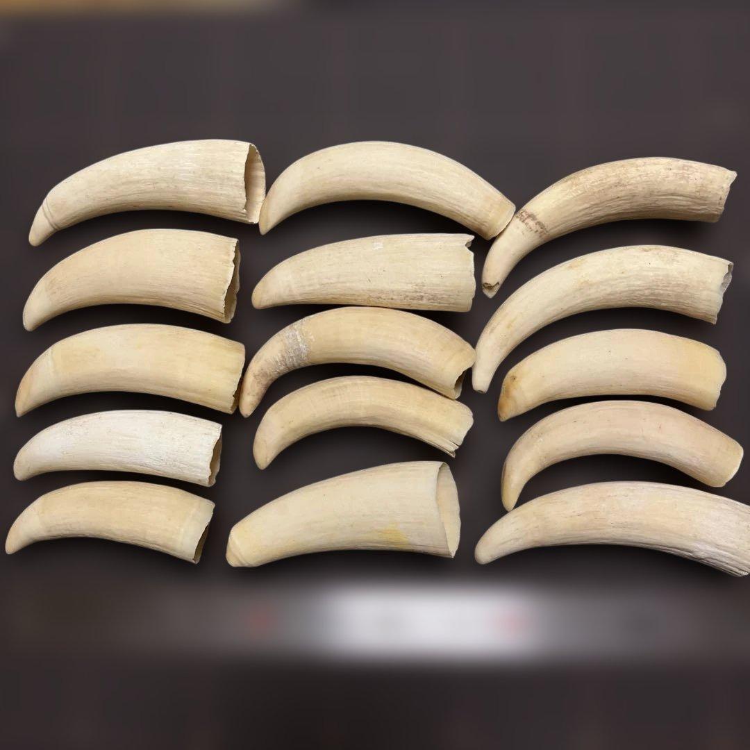 鯨歯　マッコウクジラの歯