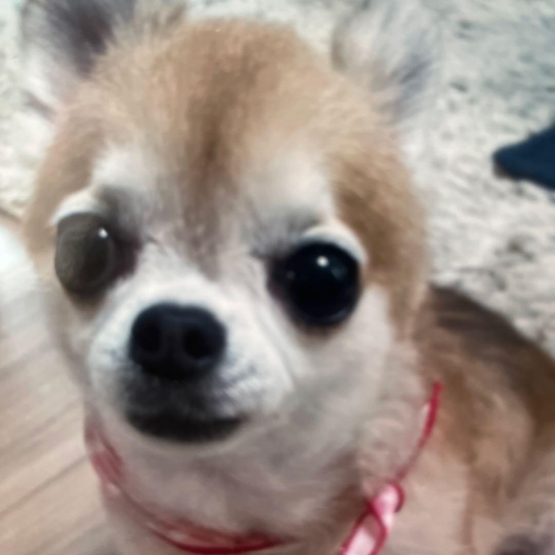 小型犬用手編み服　ゆりはやあみ