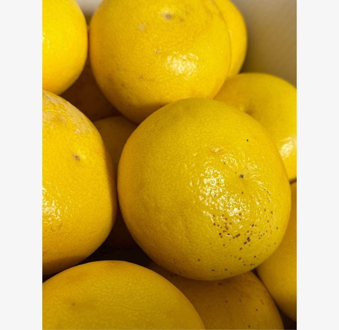 35高知特産 露地栽培 土佐文旦 3L4L文旦 約20kg 大玉 サイズ