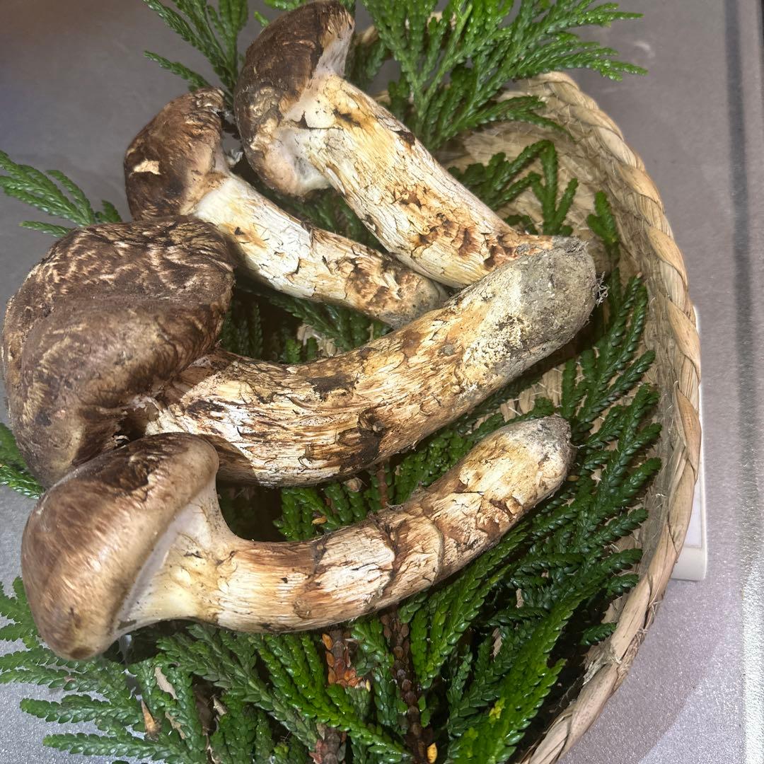 国産天然松茸‼️10／13朝採れ‼️460g‼️