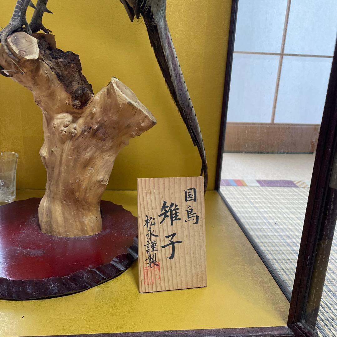 国鳥　本物　キジ剥製