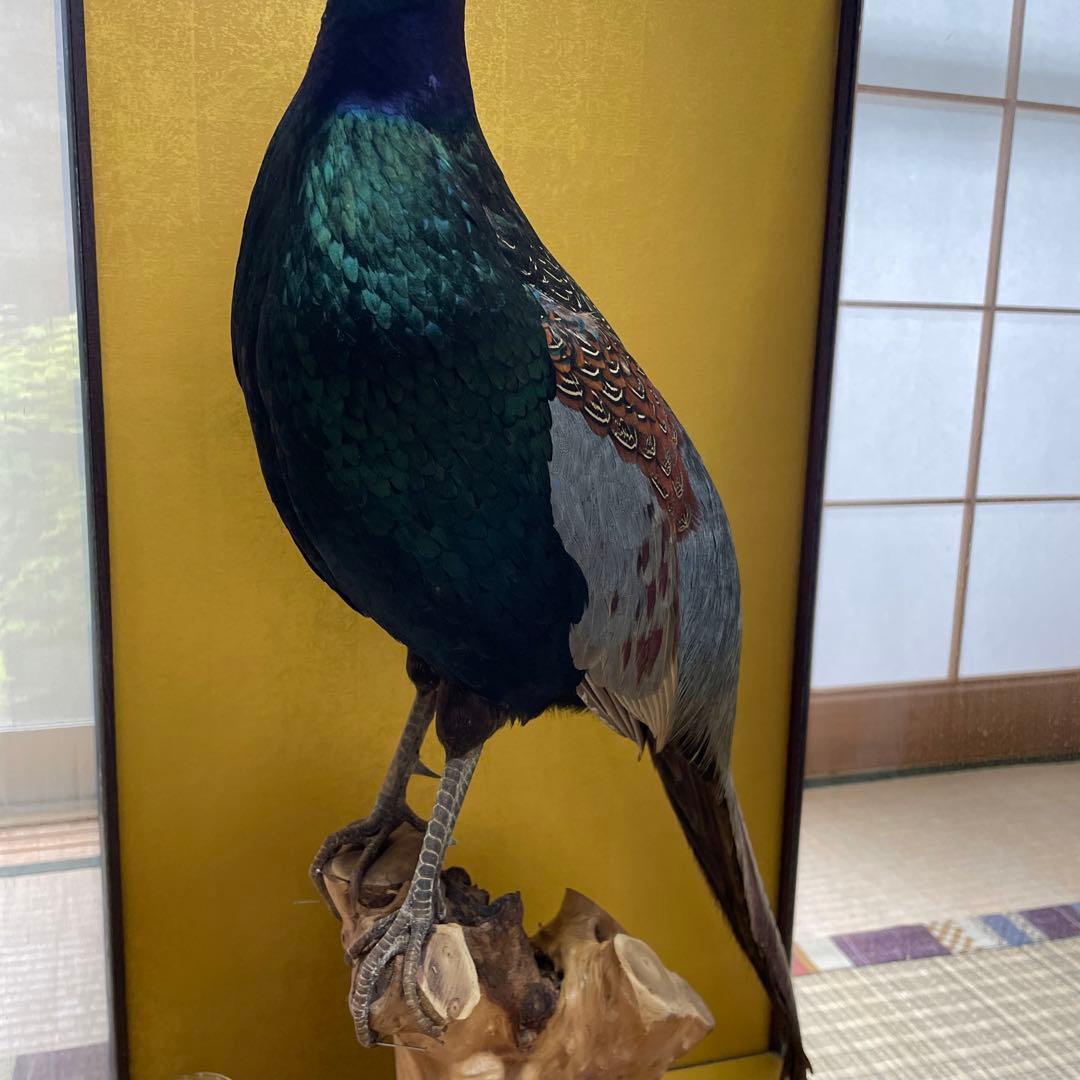 国鳥　本物　キジ剥製