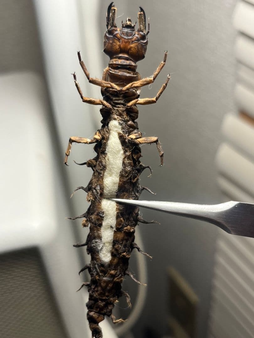 【模様綺麗】オオキバヘビトンボ ウスバカゲロウ蜻蛉トンボ　標本