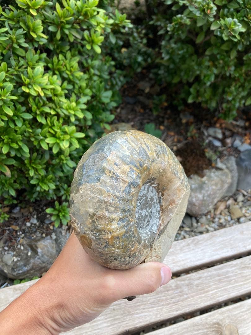 2kg まん丸なユーパキディスカスハラダイ　化石　アンモナイト　羽幌