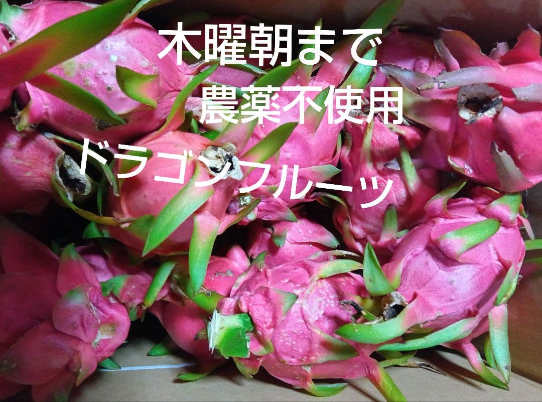 ドラゴンフルーツピタヤ　農薬不使用　激レア南国フルーツ幻特産品名産品特産物