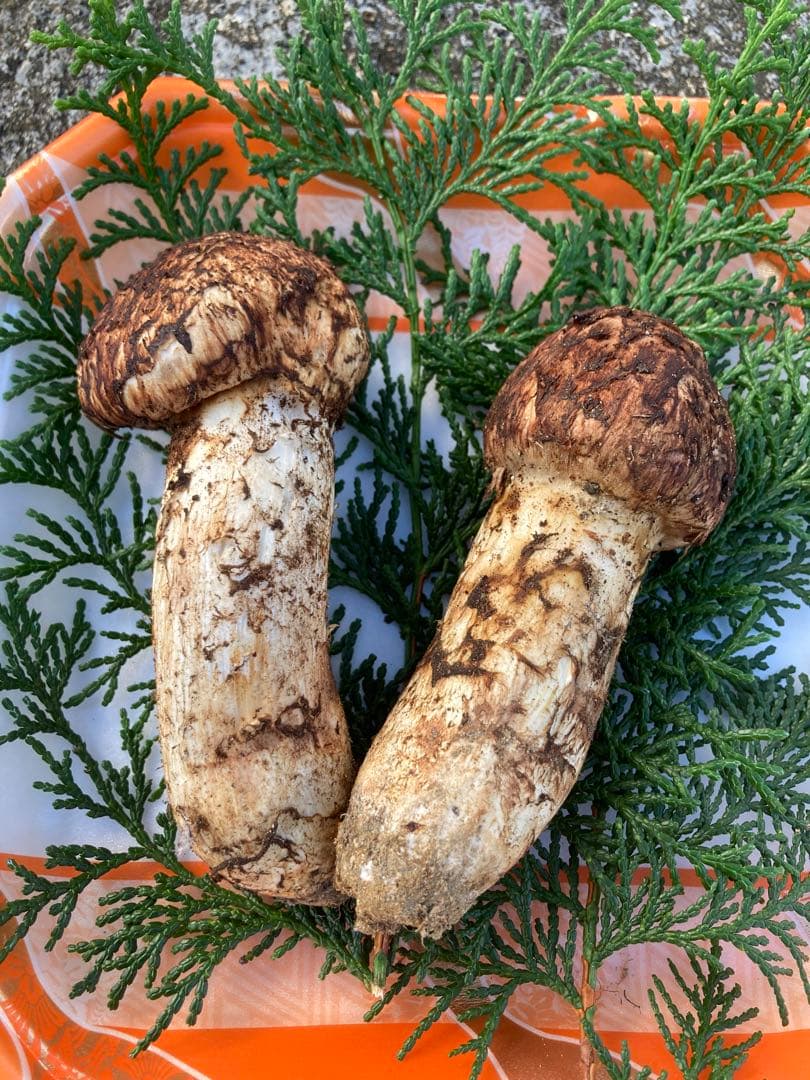 長野県産　松茸