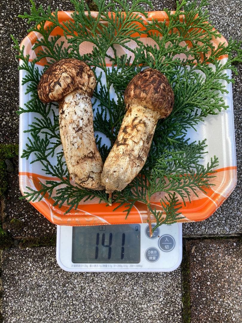 長野県産　松茸