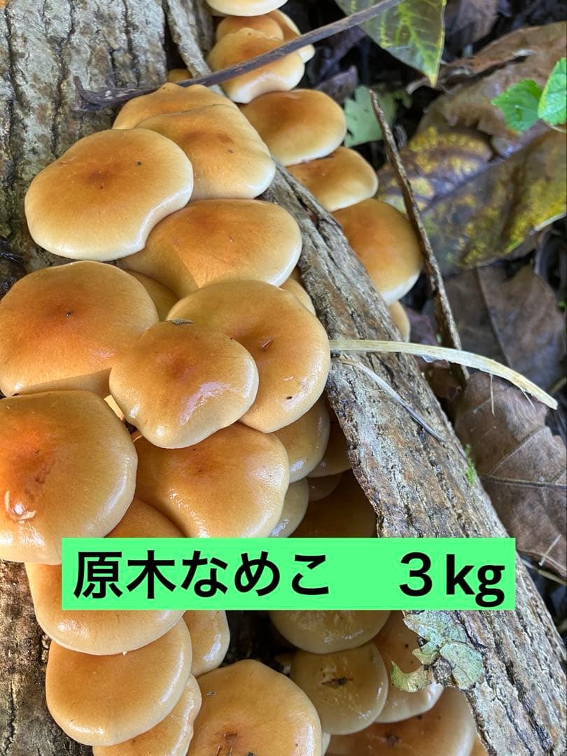 原木なめこ　３kg