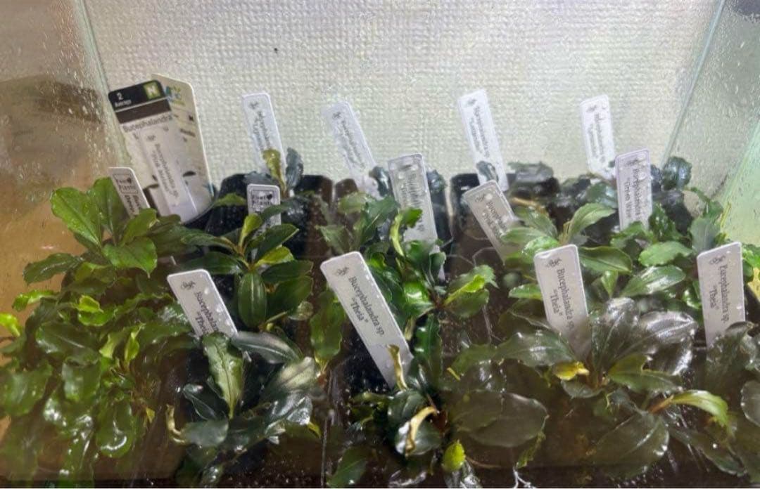 ブセファランドラ　セット