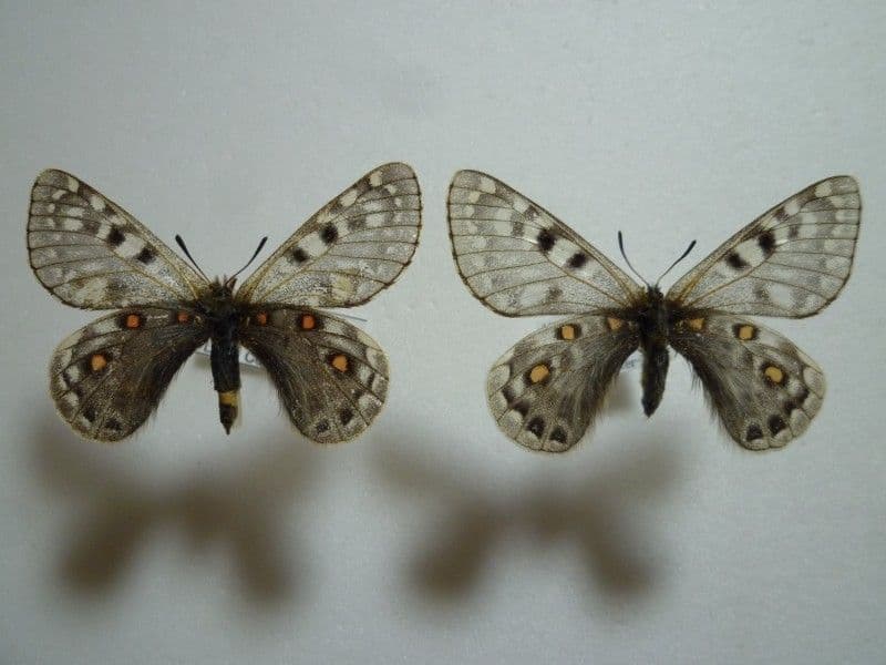 【外国産蝶標本】アッコウスバ♀♂/雲南省.白馬雪山産/♀53mm♂54mm