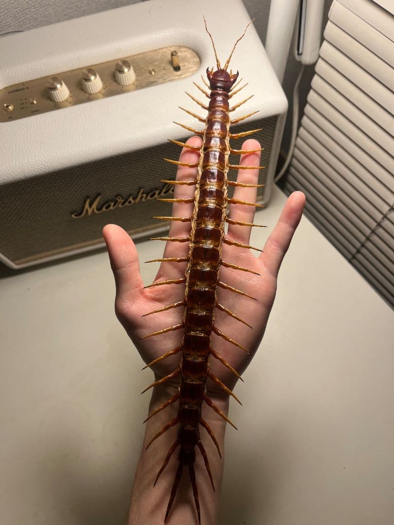 【超特大】ロブスターオオムカデセンチピード標本 全長35cm程　奇蟲