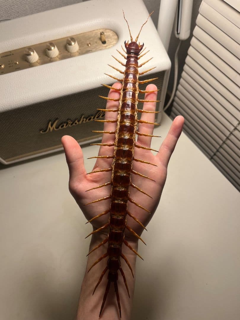 【超特大】ロブスターオオムカデセンチピード標本 全長35cm程　奇蟲