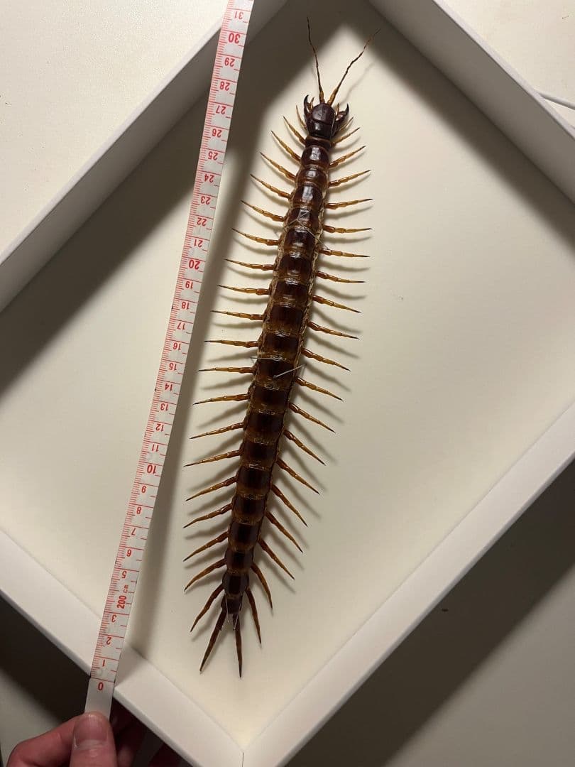 【超特大】ロブスターオオムカデセンチピード標本 全長35cm程　奇蟲