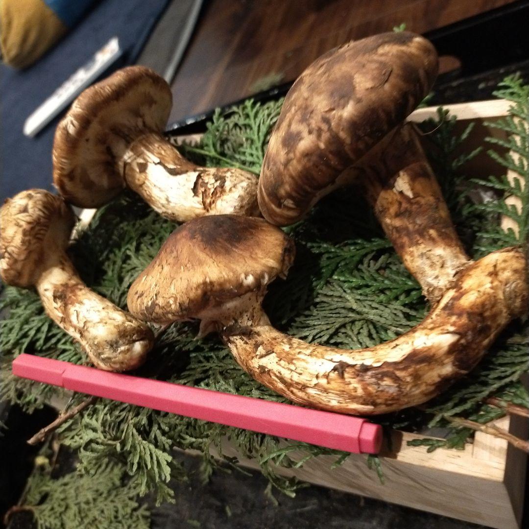 ④信州産 松茸　長野県　クール便　200g