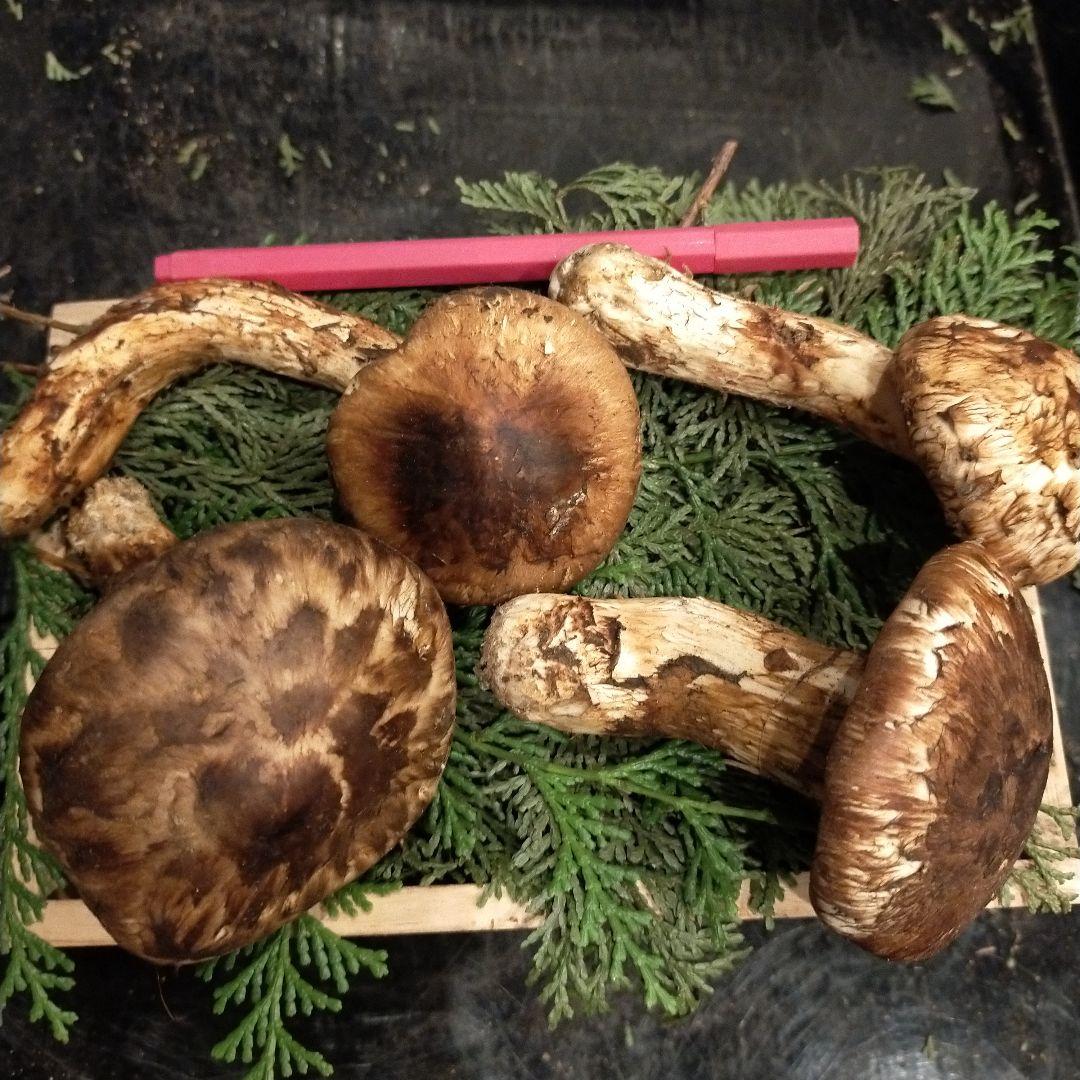 ④信州産 松茸　長野県　クール便　200g