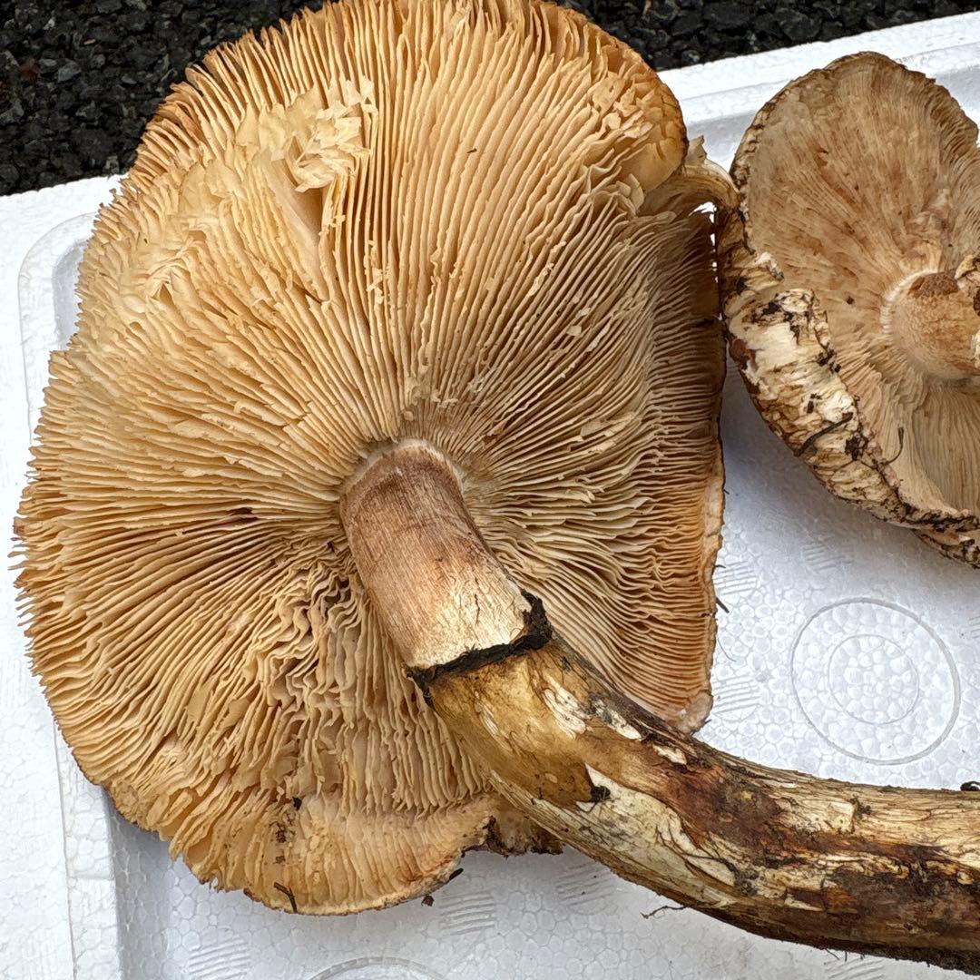 【特大松茸限定1点】岩手雫石町産 天然 大型開き、香り良い松茸 2本 461g