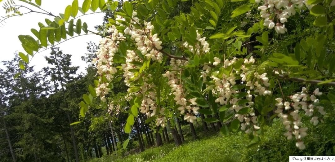 【再出】百花 アカシア 1000g 各１本 長野県産 国産蜂蜜 生蜂蜜 西洋蜜蜂