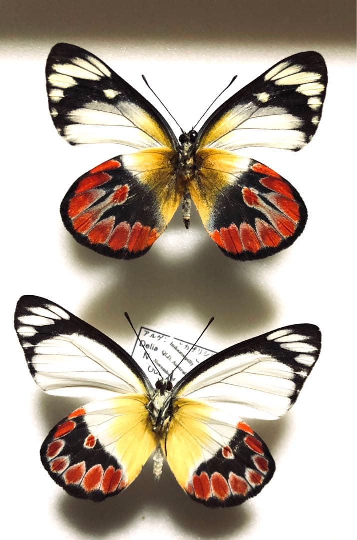 蝶標本　Xmasセール❗️カザリシロ　ペア