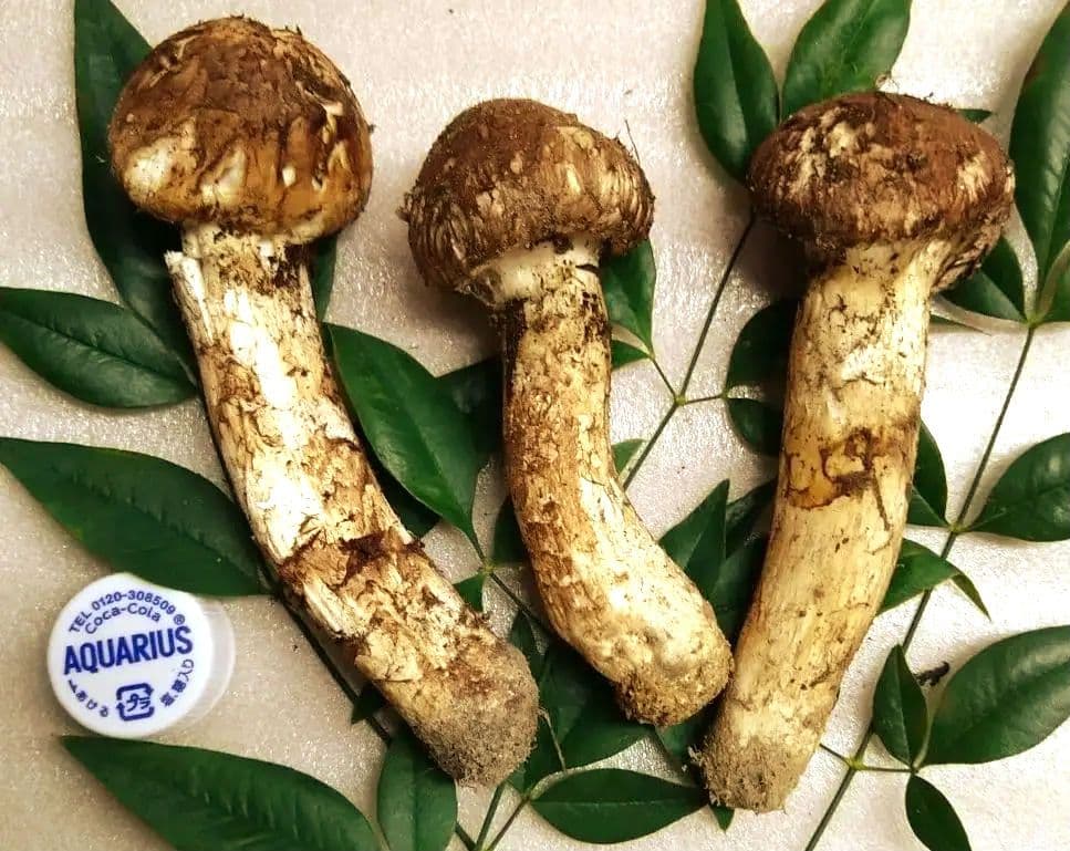 23.南信州産松茸約123g（パック込み）