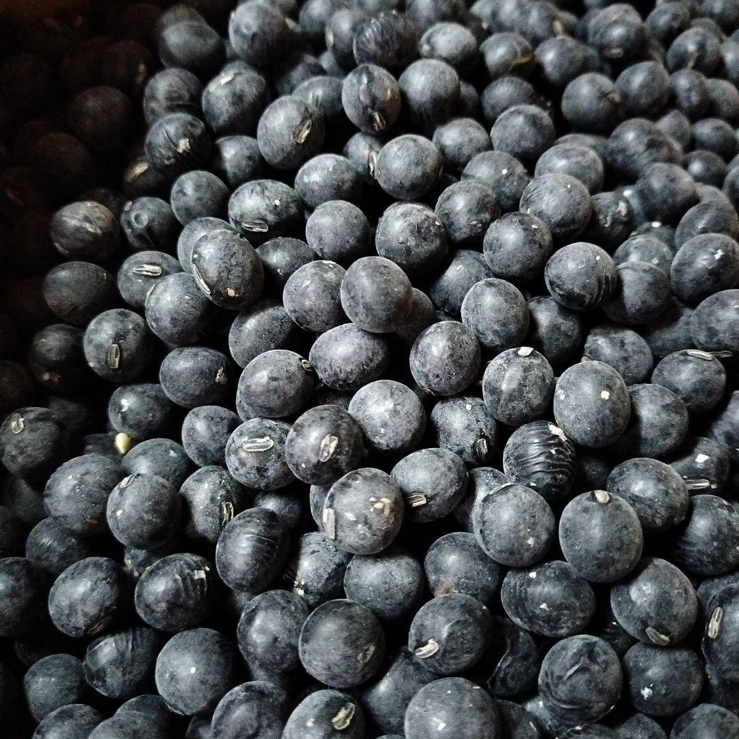 丹波篠山農協産 2L黒豆 5キロ 令和7年度新物