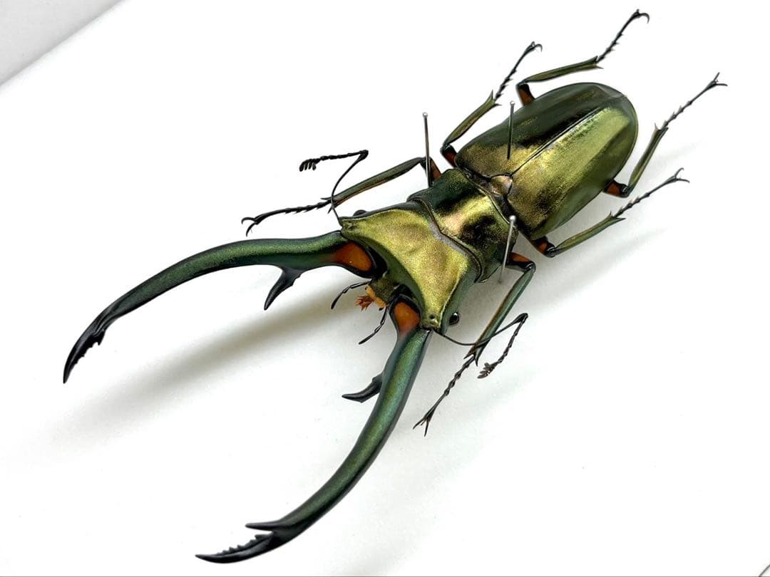 エラフスホソアカクワガタ　標本　98mm