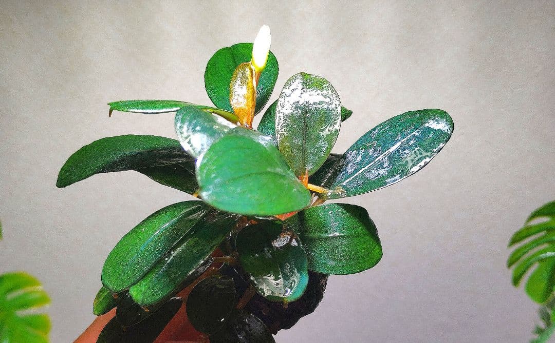 Bucephalandra sp. Black Pearl希少種★美株大株