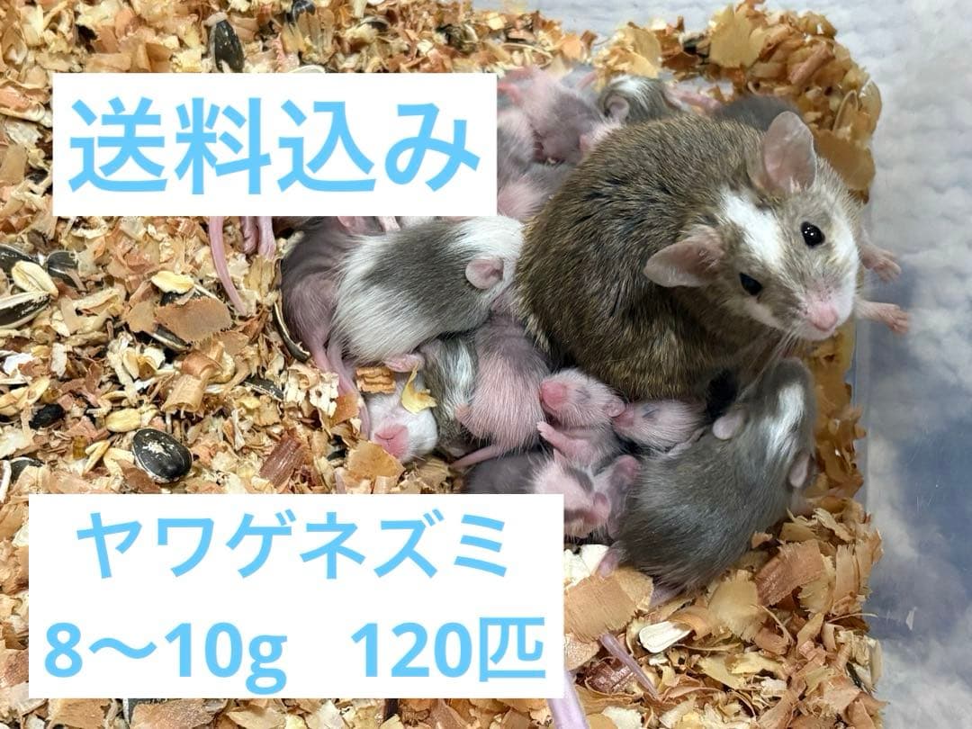 ヤワゲネズミ　プチラット　120匹　送料込み