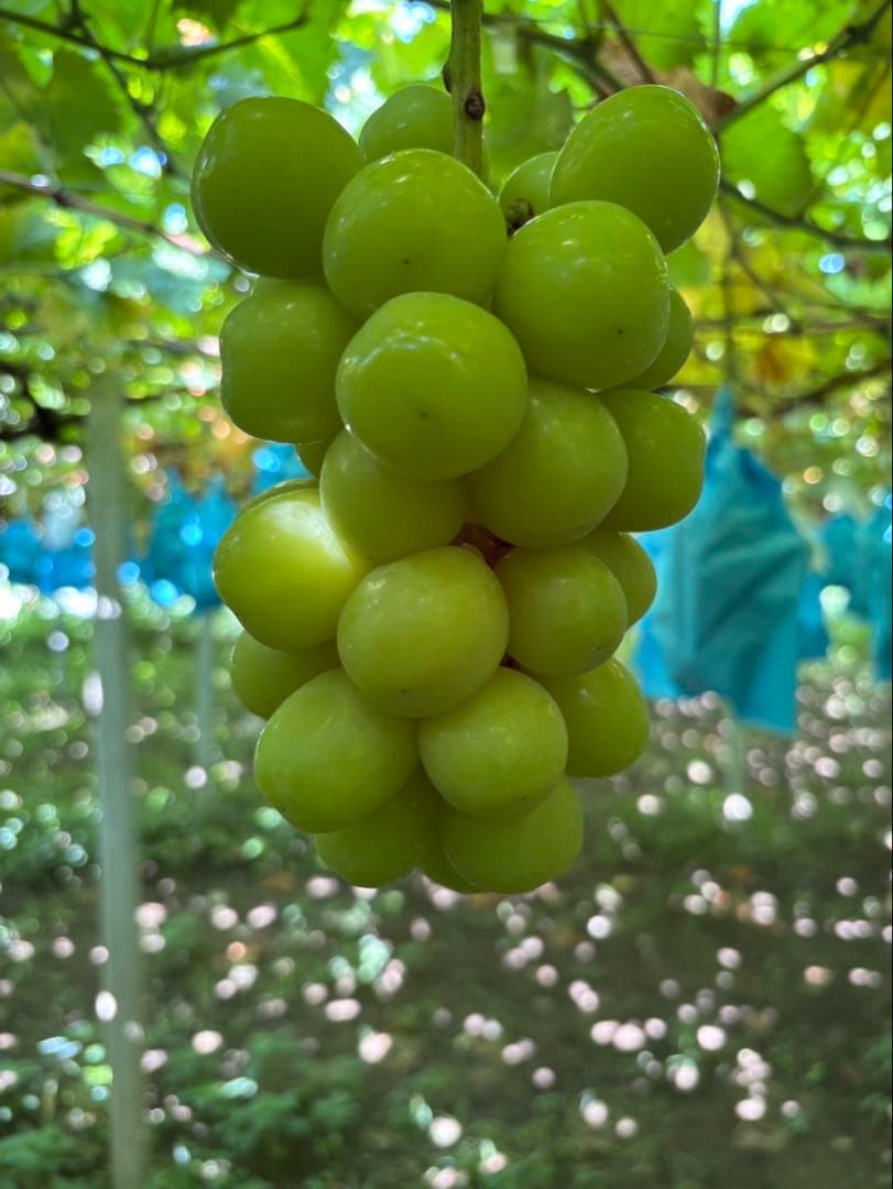 山梨県産 シャインマスカット 4kg