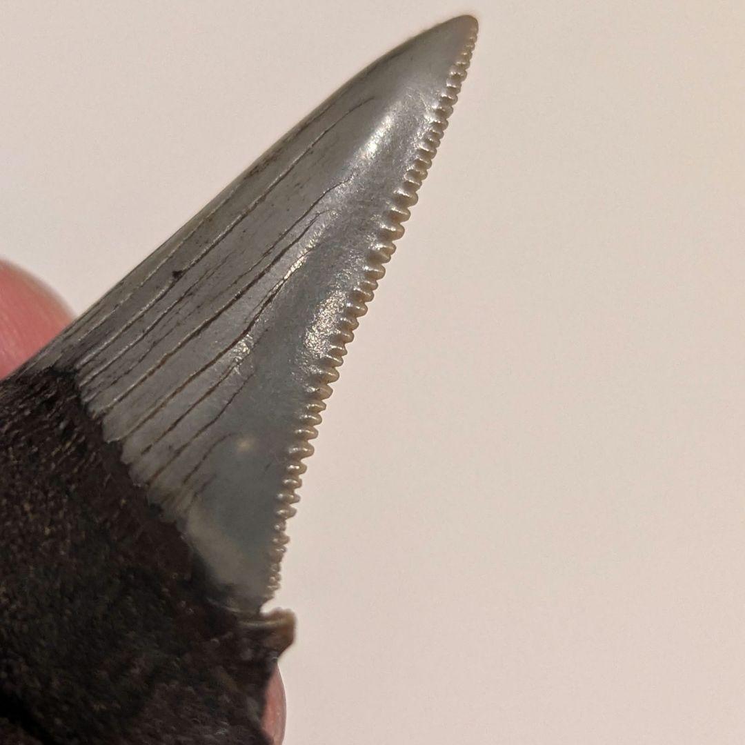 とても美しいなオトドゥス アングスティデンスの歯の化石 OT1201