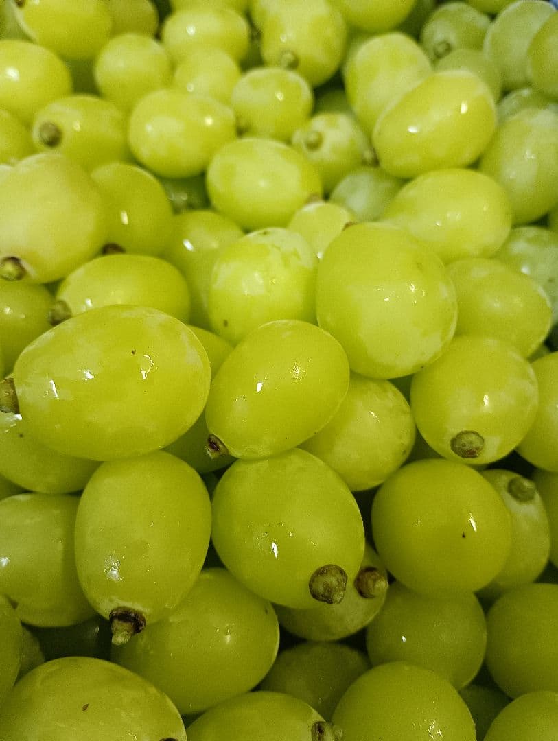 シヤインマスカット家庭用粒訳あり３キロ入りになります。