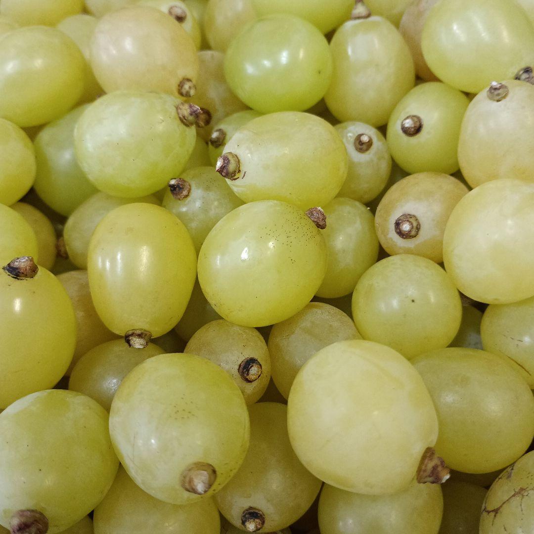 シヤインマスカット家庭用粒訳あり３キロ入りになります。