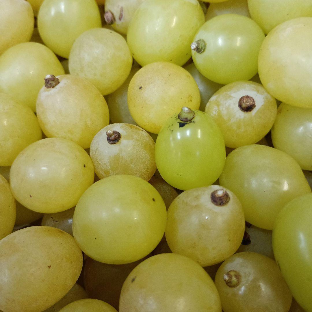 シヤインマスカット家庭用粒訳あり３キロ入りになります。