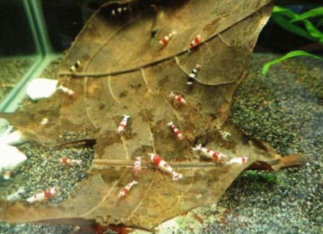 大小様々　無農薬マジックリーフ　天然ももたまな葉　　1200枚