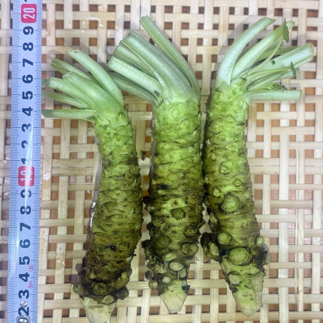 ユキ様　大10本