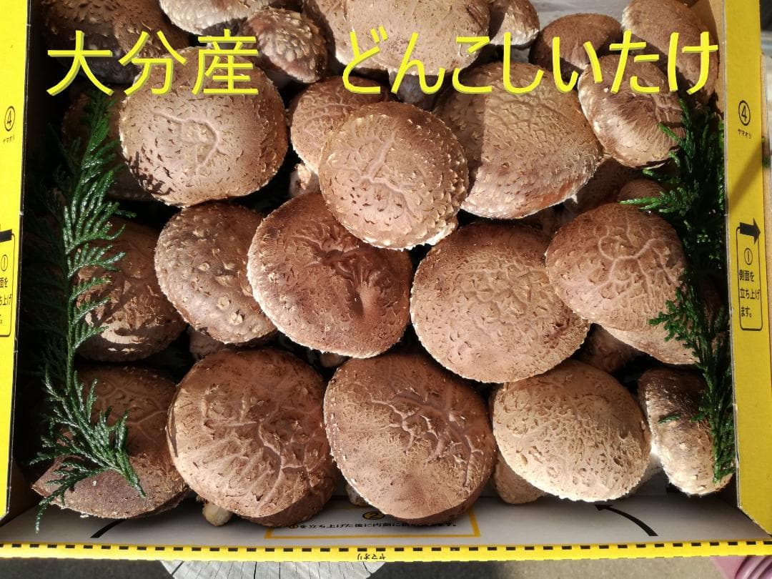 さくらさまご予約専用 大分県特産 生どんこ椎茸「秋子」