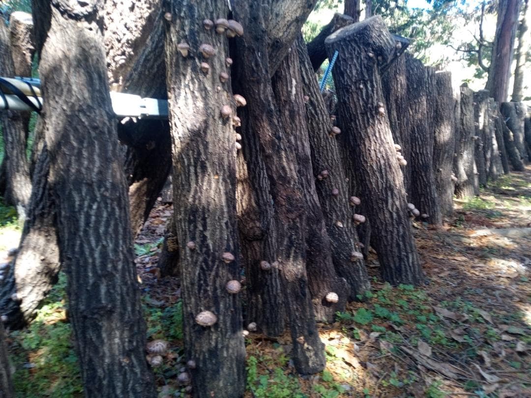 さくらさまご予約専用 大分県特産 生どんこ椎茸「秋子」