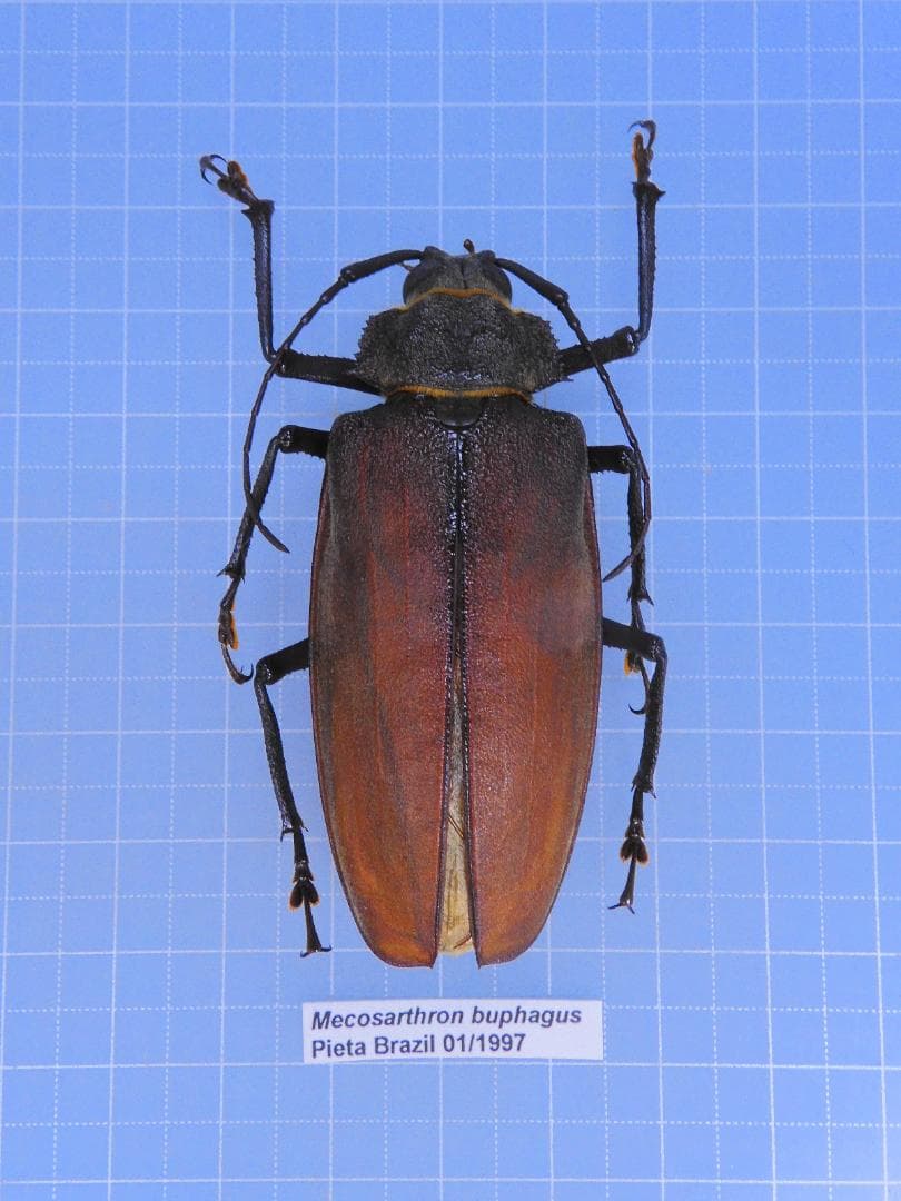 標本 Very Rare Mecosarthron buphagus 65mm