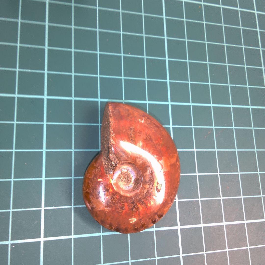小物１ アンモナイト化石
