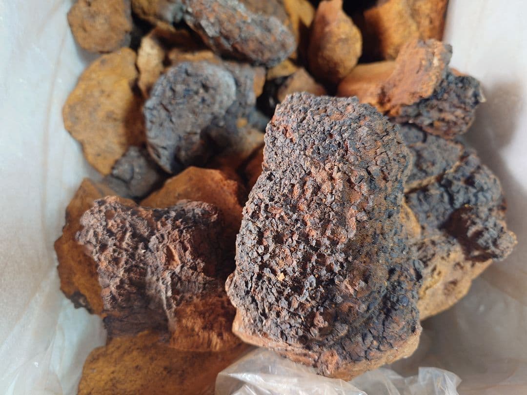 カバノアナタケ「チャーガ」5キロ‼️