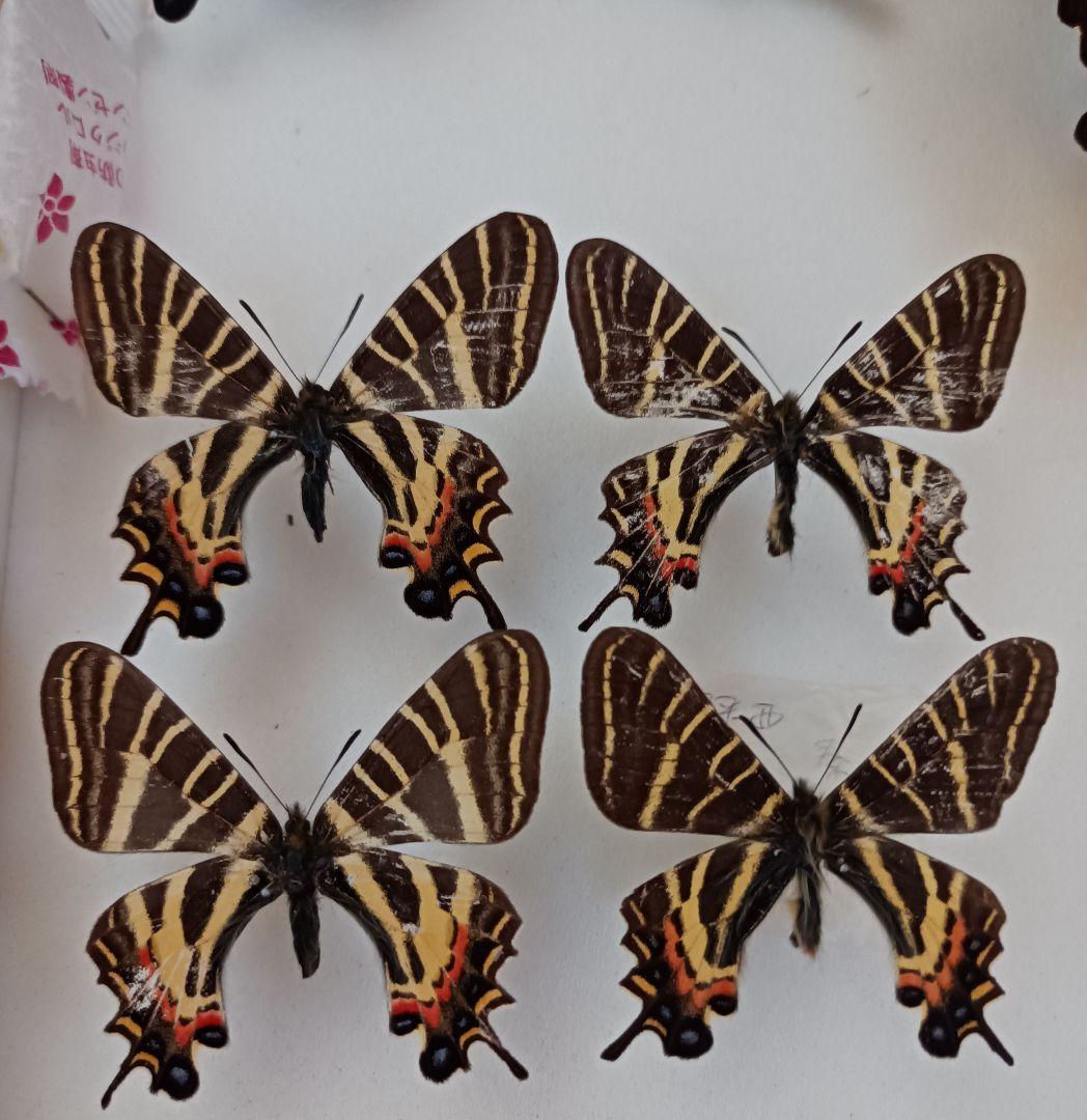 【蝶標本】オナガギフチョウ 異常型含む！